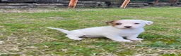 Jack Russell Terrier perros en venta: Cachorros Jack Russell Terrier  - Anuncio 16
