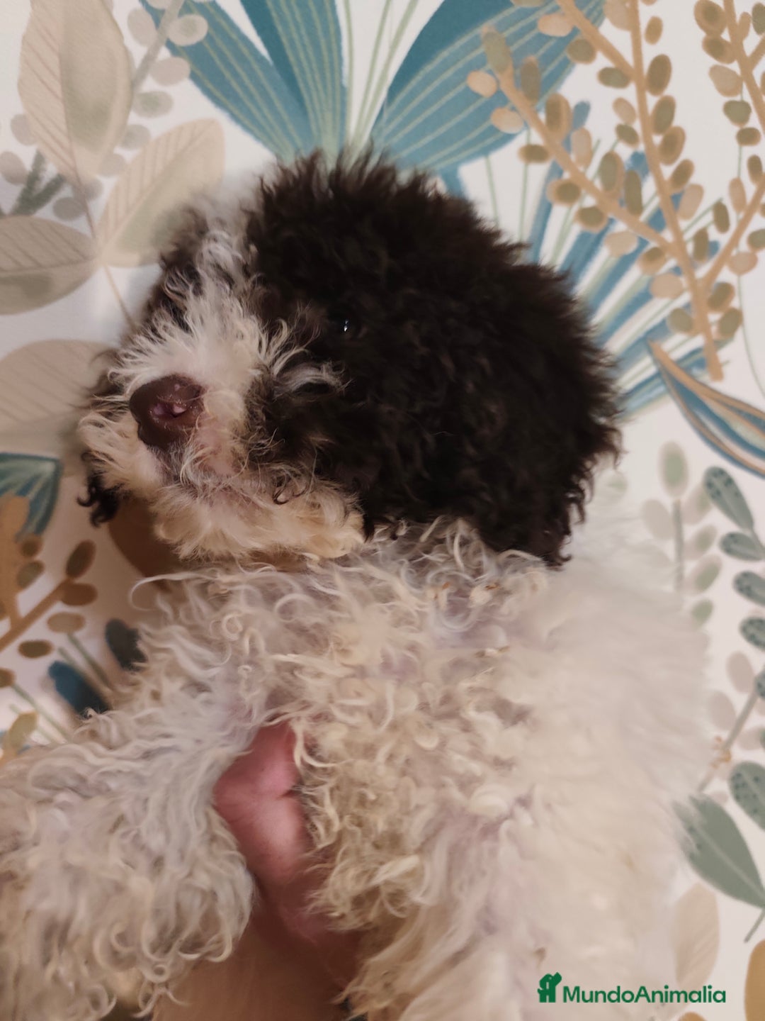 Perro de Agua Español perros en venta: Rabon de nacimiento ❗❗ - Imagen 5