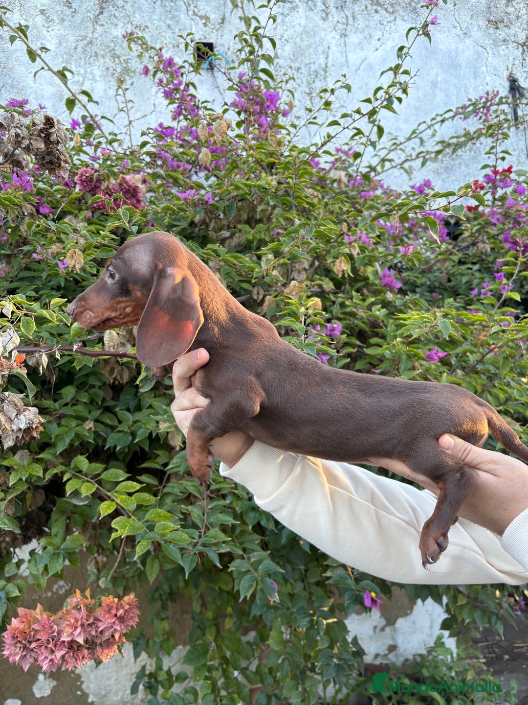 Teckel Miniatura perros en venta: Teckel miniatura y kaninchen  - Anuncio 2