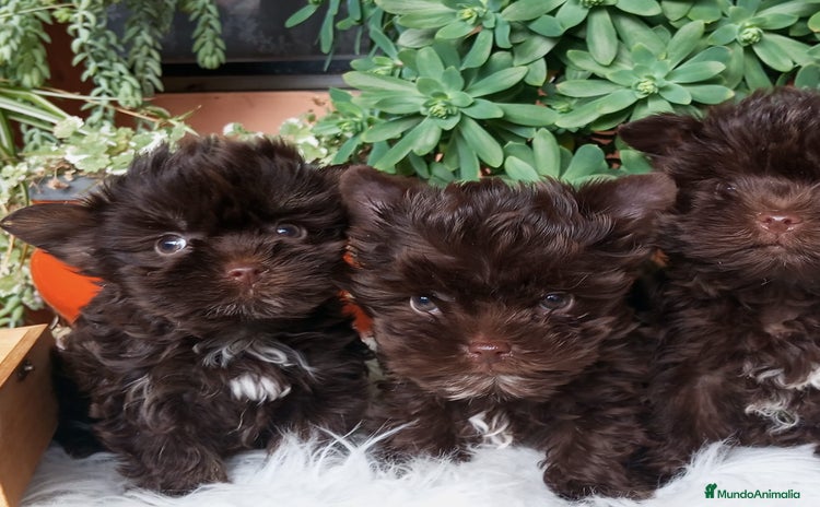 Yorkshire Terrier perros - Anuncio 6