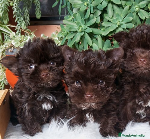 Yorkshire Terrier perros - Anuncio 1