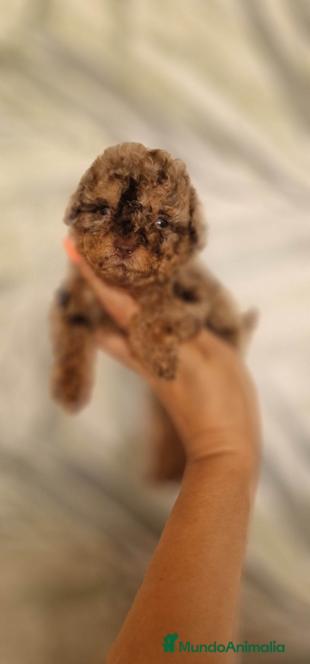 Caniche Toy perros en venta: MACHO MERLE BLUE MULTICOLOR - Imagen 4