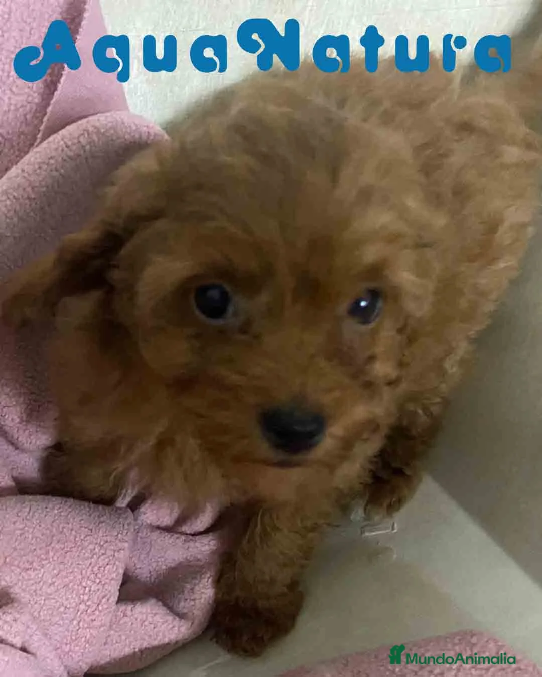 Caniche Toy perros en venta: Caniche Hembra de Bella y Can 2 AQUANATURA - Anuncio 4