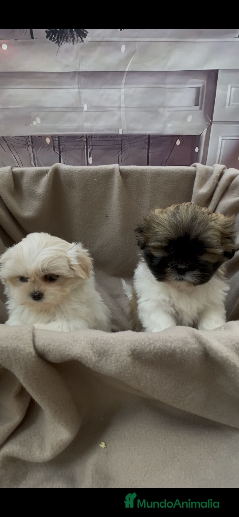 Shih Tzu perros Shih tzu Macho Tricolor para entregar !!! - Anuncio 1