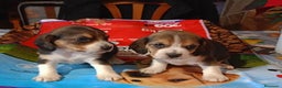 Beagle perros en venta: Cachorros de Beagle una maravilla - Anuncio 2