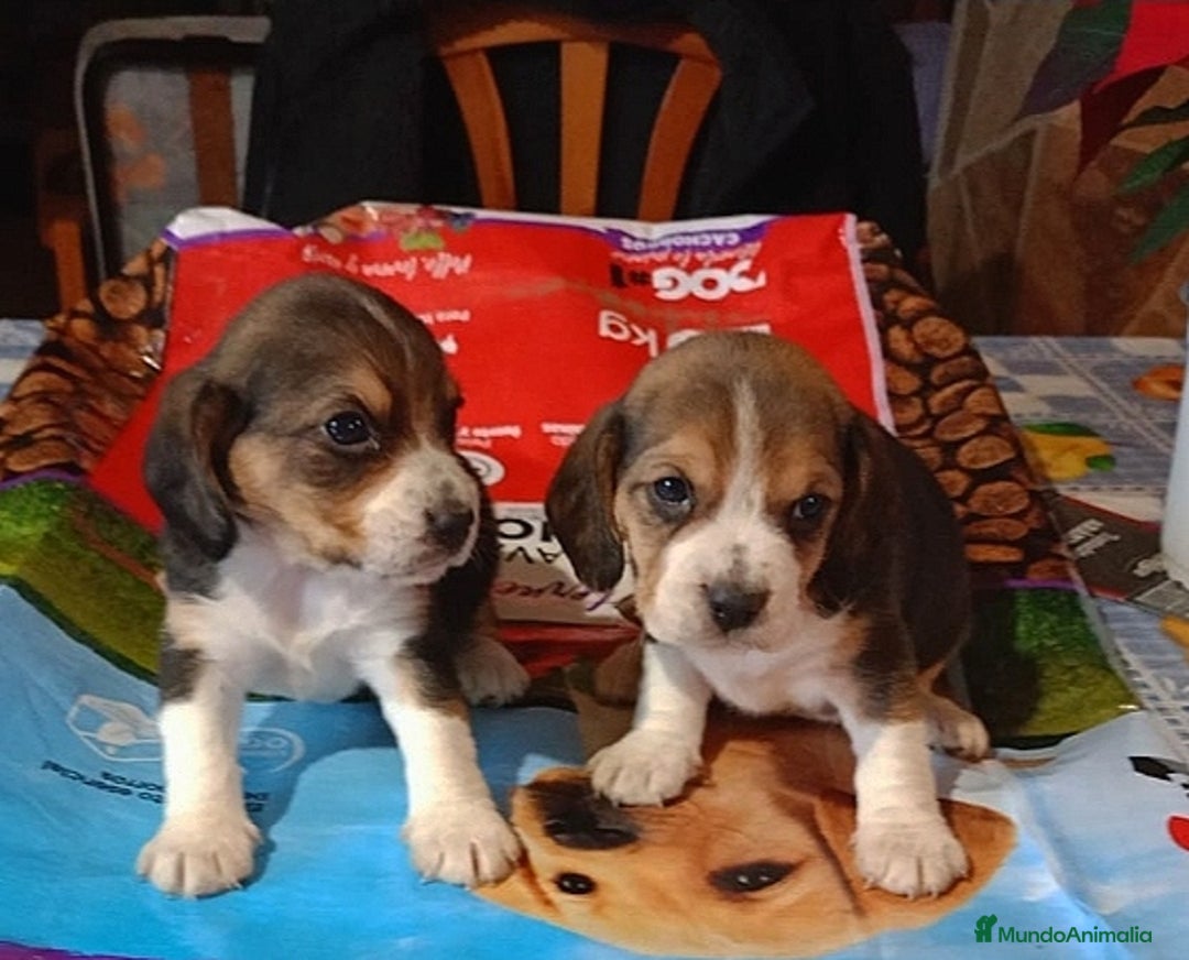 Beagle perros en venta: Cachorros de Beagle una maravilla - Anuncio 2