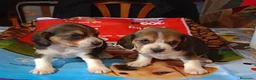 Beagle perros en venta: Cachorros de Beagle una maravilla - Anuncio 2