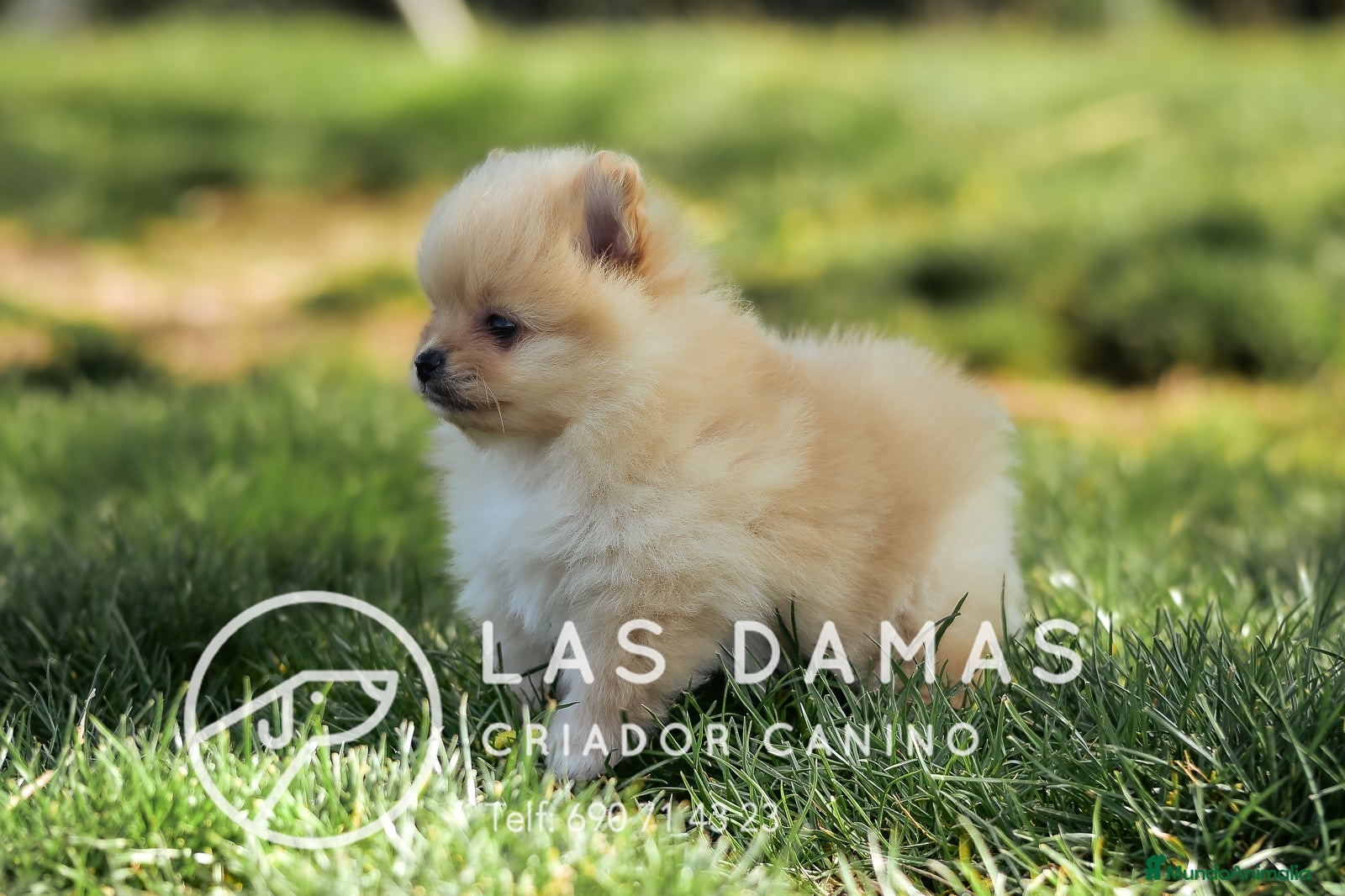 Pomerania perros Pomeranias disponibles - Anuncio 1