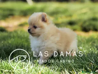 Pomerania perros Pomeranias disponibles - Anuncio 1