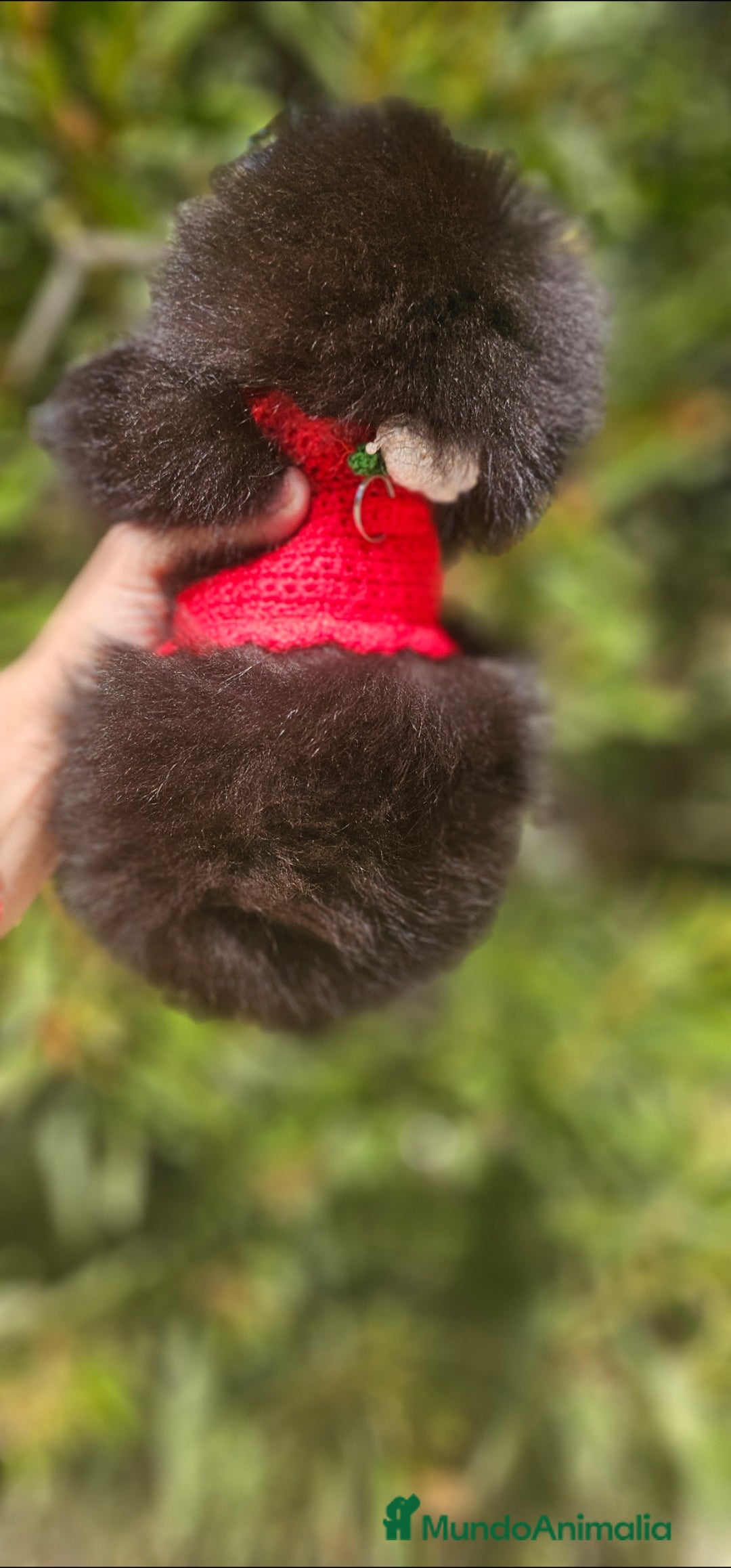 Pomerania perros en venta: Pomerania hembra - Imagen 1