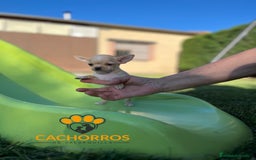 Chihuahua perros en venta: Chihuahua  - Imagen 2