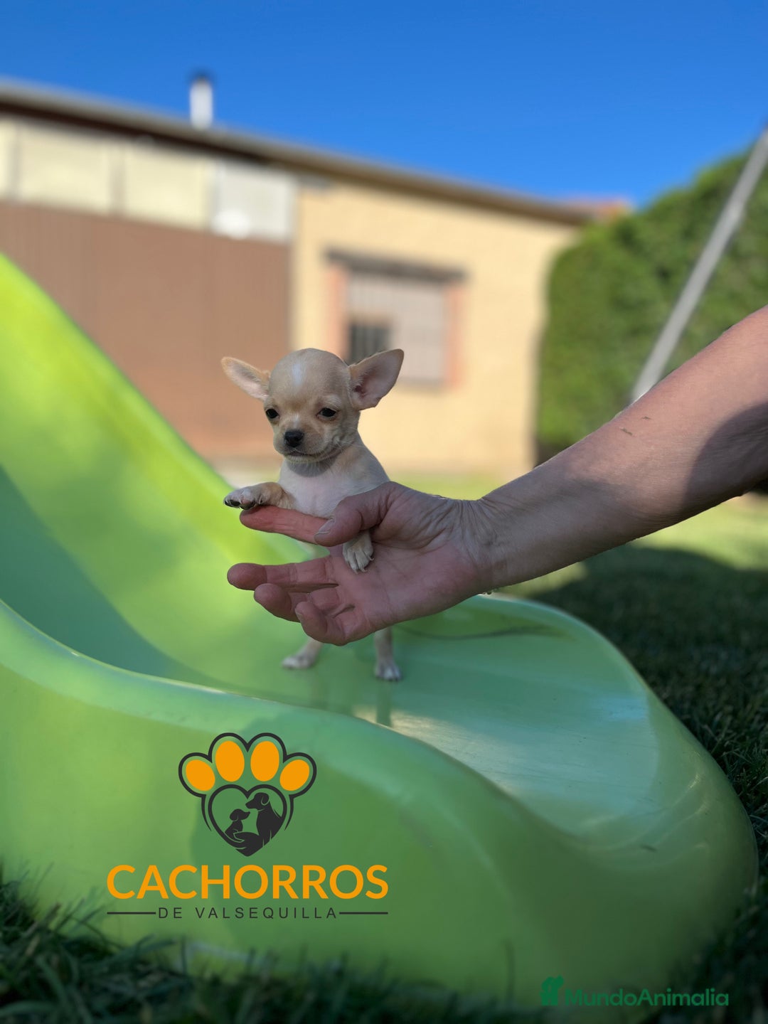 Chihuahua perros en venta: Chihuahua  - Imagen 2