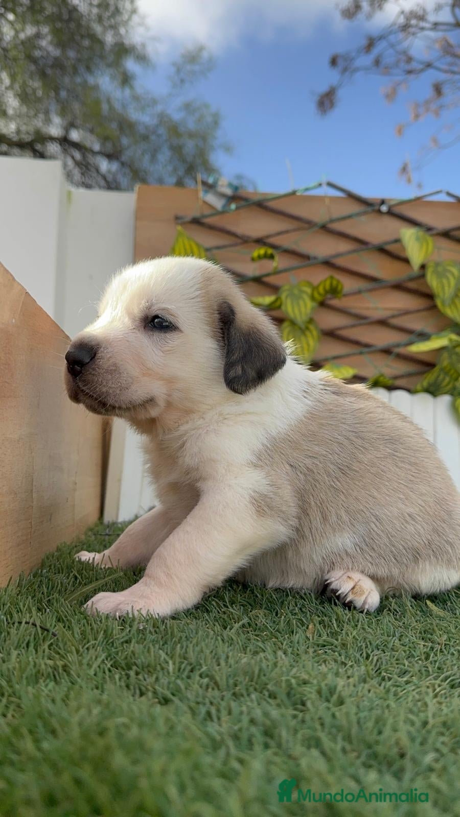 Mastín Español perros MASTIN ESPAÑOL - Anuncio 2