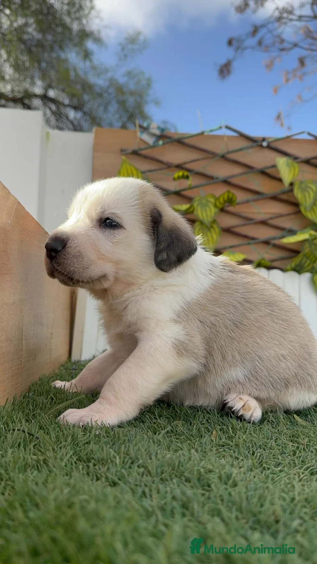 Mastín Español perros en venta: MASTIN ESPAÑOL - Anuncio 2