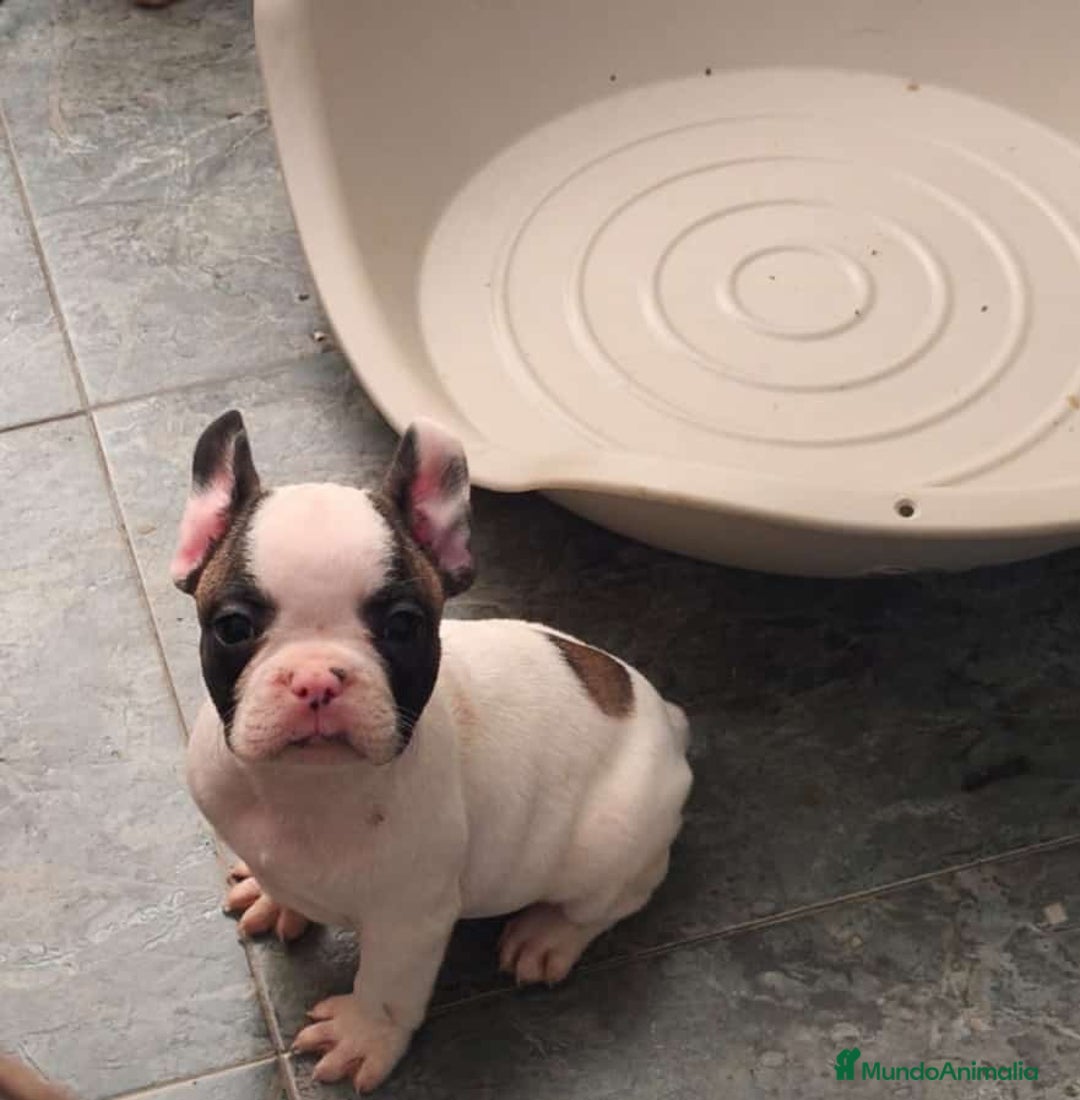 Bulldog Francés perros en venta: Bulldog francés  - Anuncio 1