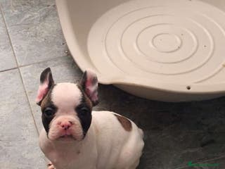 Bulldog Francés perros Bulldog francés - Anuncio 10