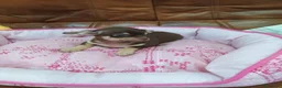 Chihuahua perros en venta: CHIHUAHUA TOY  - Anuncio 1