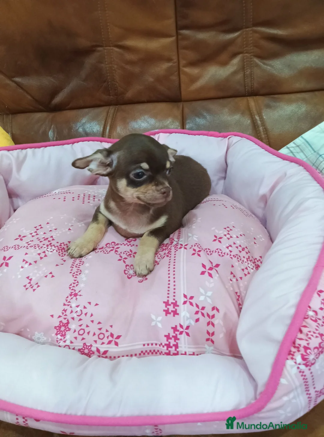 Chihuahua perros en venta: CHIHUAHUA TOY  - Anuncio 1