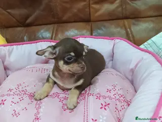 Chihuahua perros CHIHUAHUA TOY - Anuncio 1