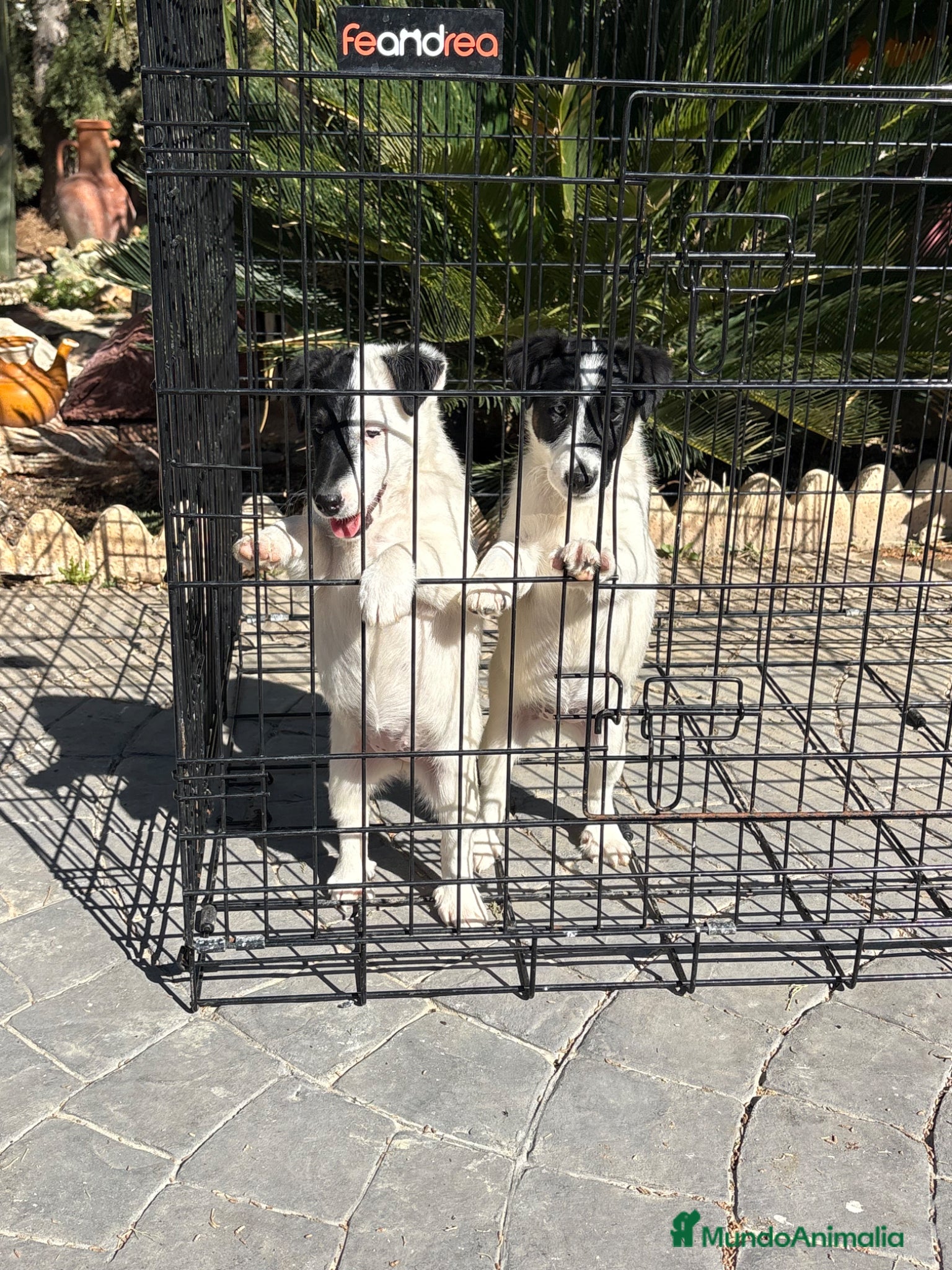 Fox Terrier de Pelo Liso perros Cachorras fox terrier pelo liso - Anuncio 4