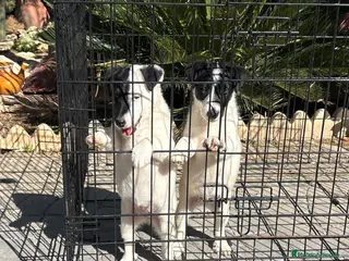 Fox Terrier de Pelo Liso perros Cachorras fox terrier pelo liso - Anuncio 4