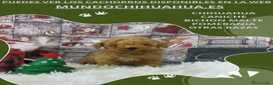 Caniche Toy Cachorro 6