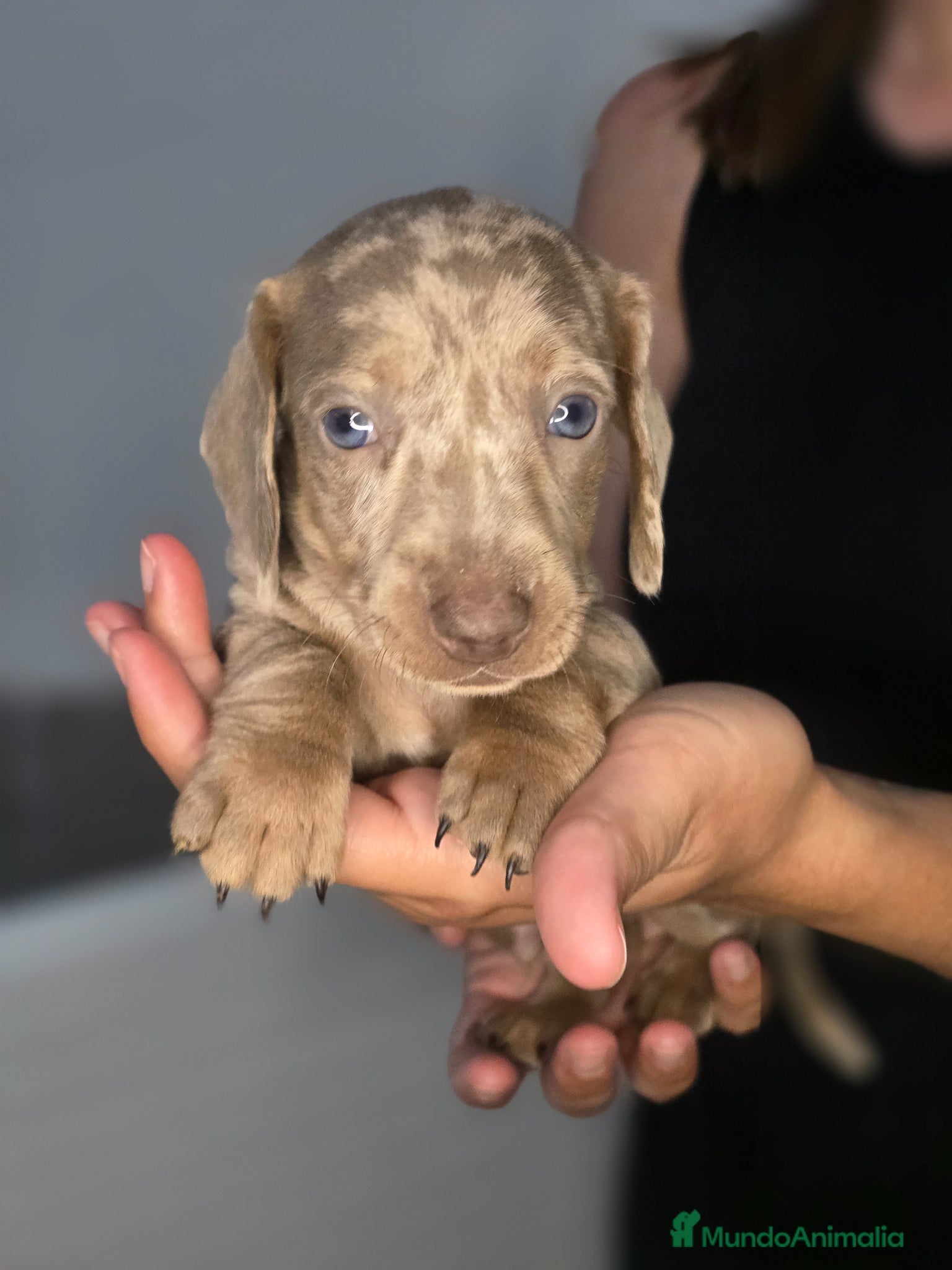 Teckel Miniatura perros en venta: Teckel arlequin isabella - Anuncio 1