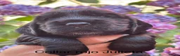 Cocker Spaniel Inglés perros en venta: Cocker Spaniel Inglés  - Anuncio 4