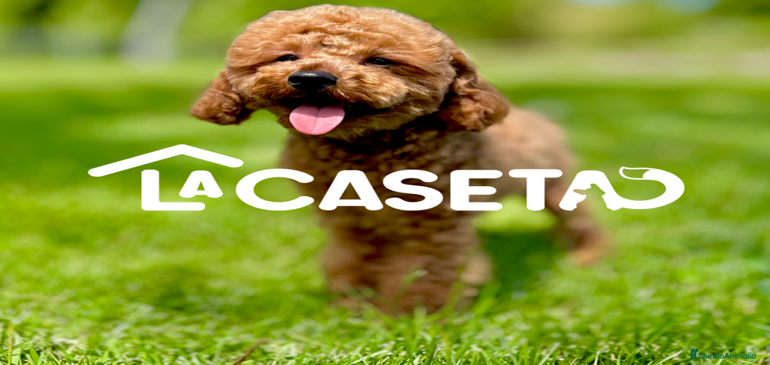 Imagen de galería {{count}}