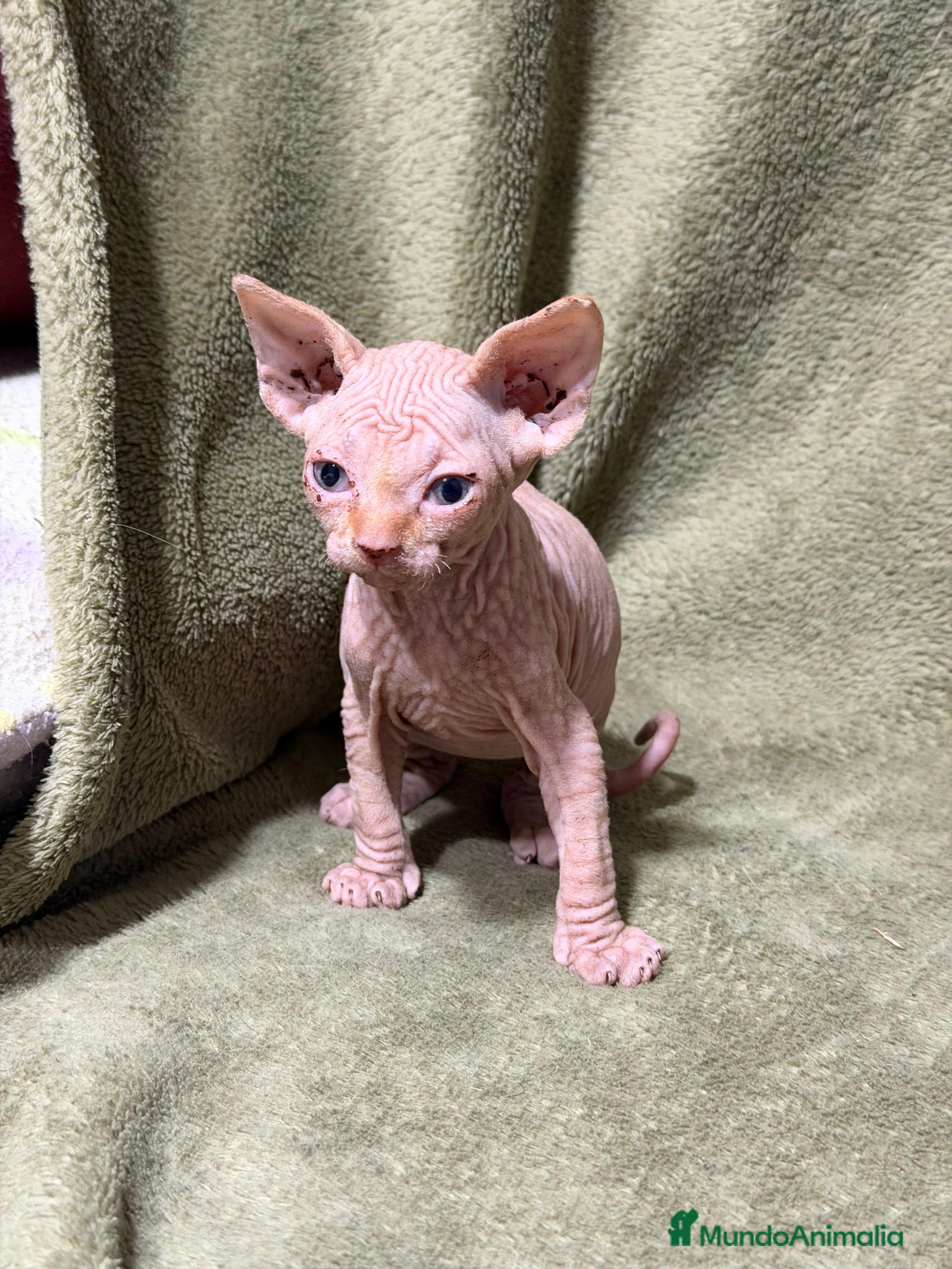 Sphynx gatos en venta: Camada Sphynx preciosa - Anuncio 8