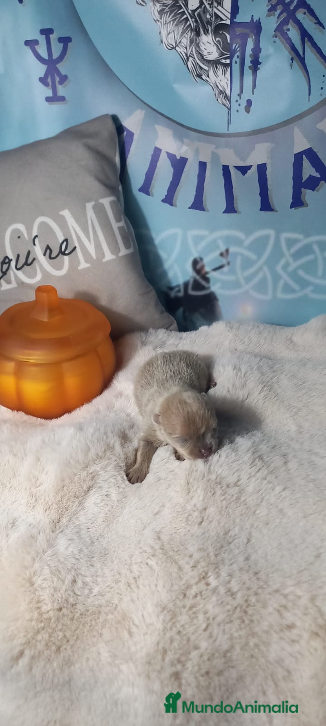 Pomerania perros en venta: Macho lilac de pomerania  - Imagen 2