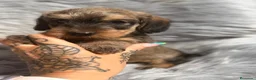 Teckel Miniatura perros en venta: TECKEL MINIATURA PELO DURO - Anuncio 1