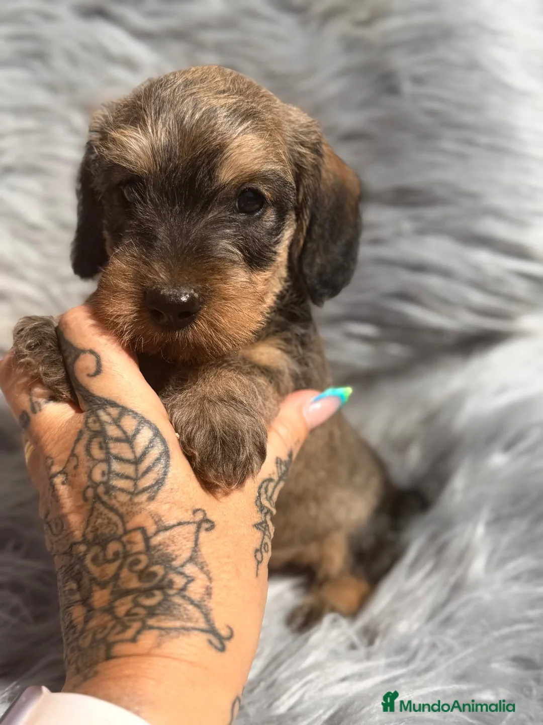 Teckel Miniatura perros en venta: TECKEL MINIATURA PELO DURO - Anuncio 1