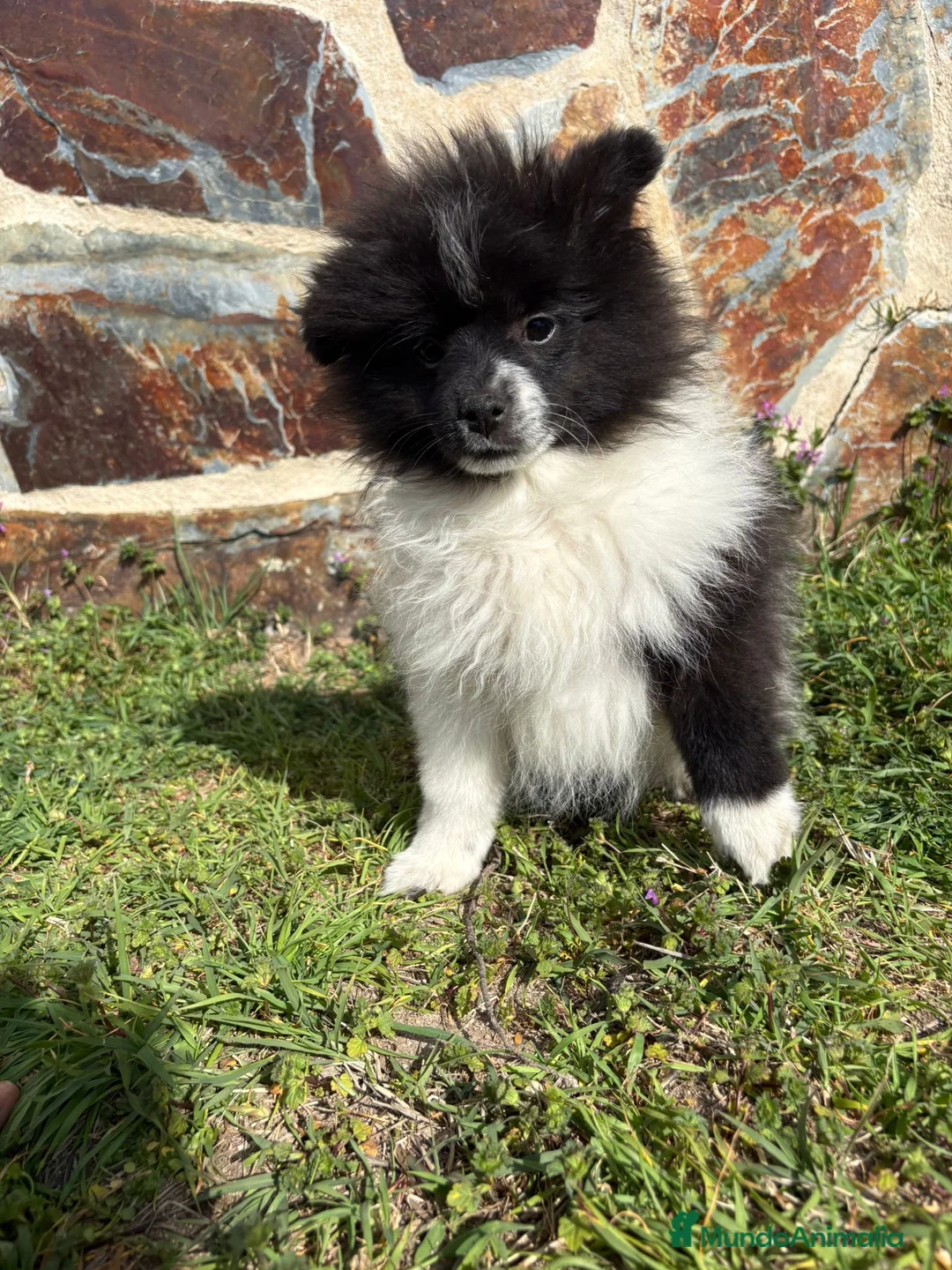 Pomerania perros en venta: Pomerania  en Madrid - Anuncio 1