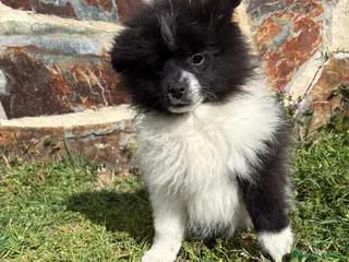 Pomerania perros Pomerania - Anuncio 1