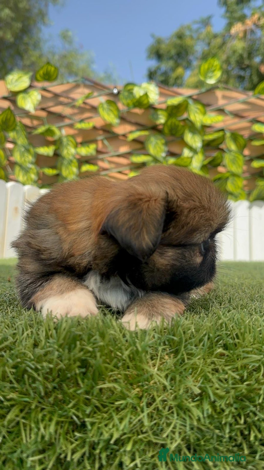 Pekinés perros en venta: PEKINES IMPERIAL HEMBRA - Imagen 13