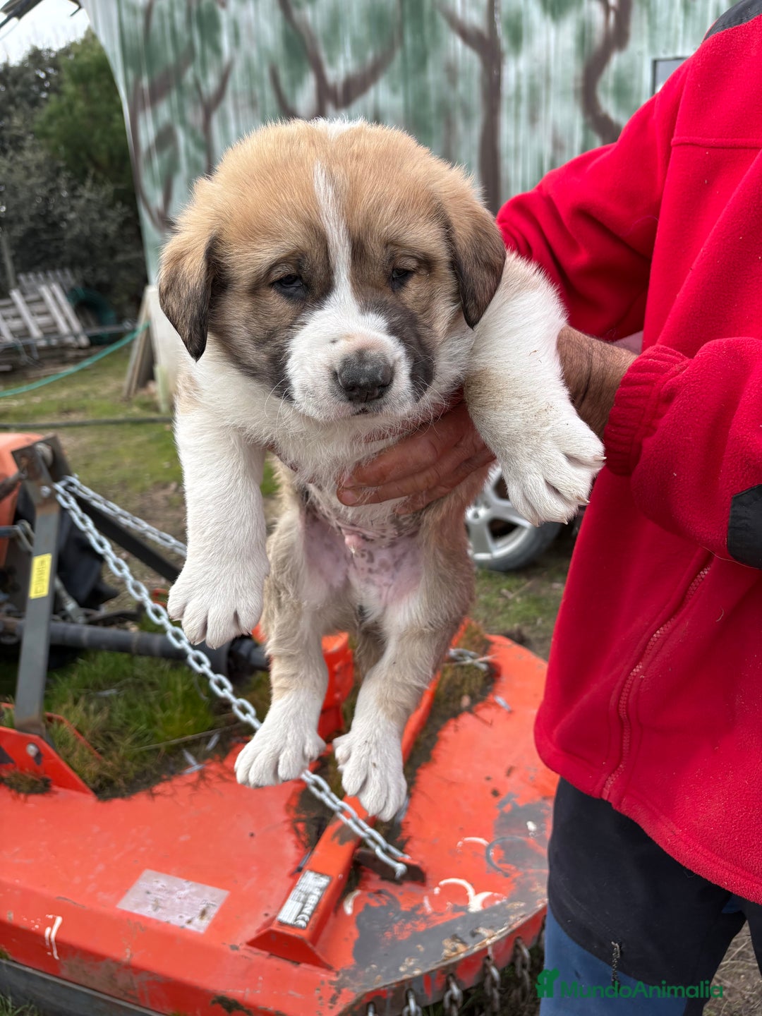 Mastín Español perros en venta: Mastín Español cachorro macho  - Anuncio 16