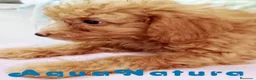 Caniche Mediano perros en venta:  Caniche Hembra de Barbie y Can 6145 - AQUANATURA en Barcelona - Anuncio 5