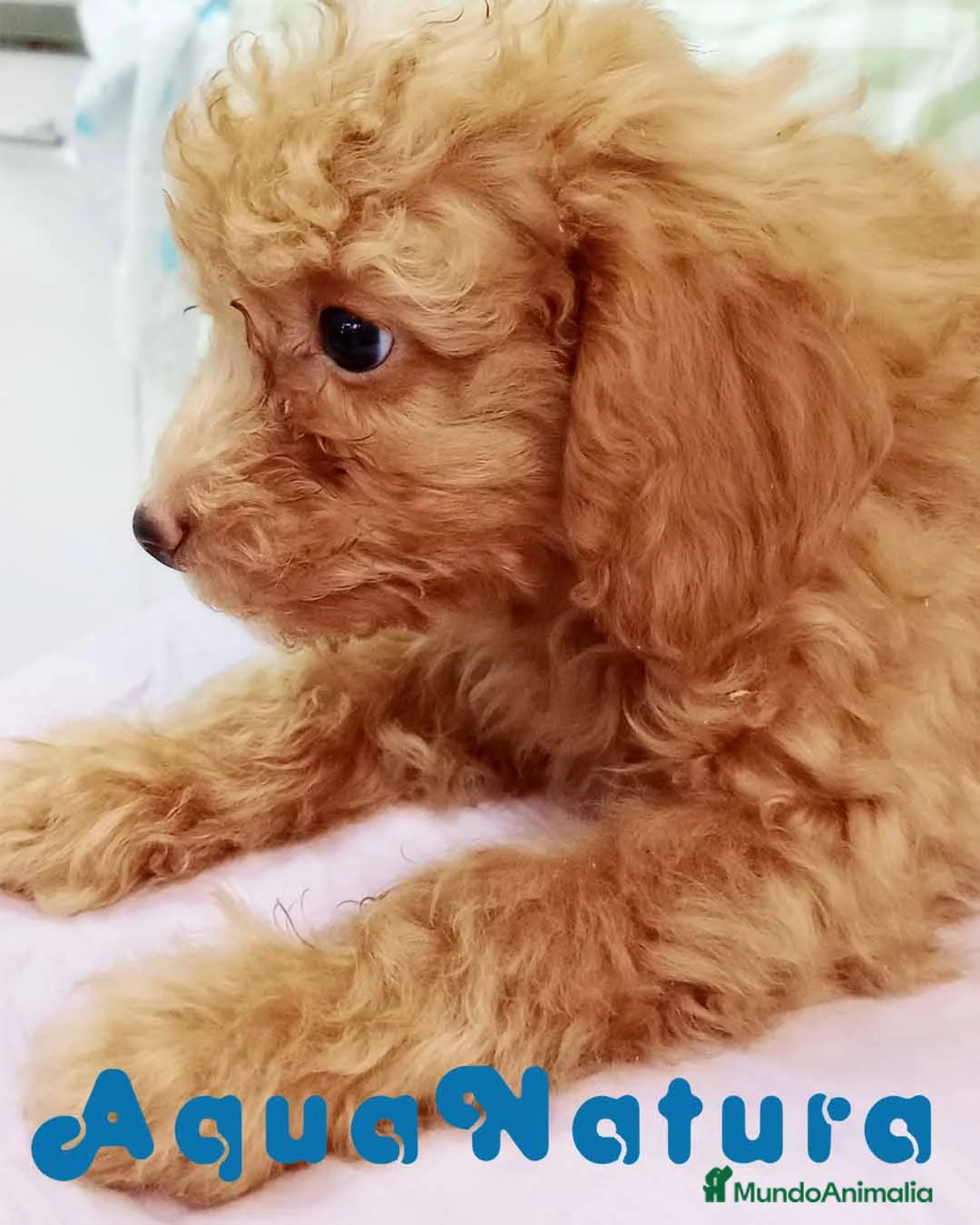 Caniche Mediano perros en venta:  Caniche Hembra de Barbie y Can 6145 - AQUANATURA en Barcelona - Anuncio 5