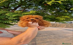Caniche Toy perros en venta: Espectacular MACHO TOY 50% LINEA ASIATICA  - Imagen 3