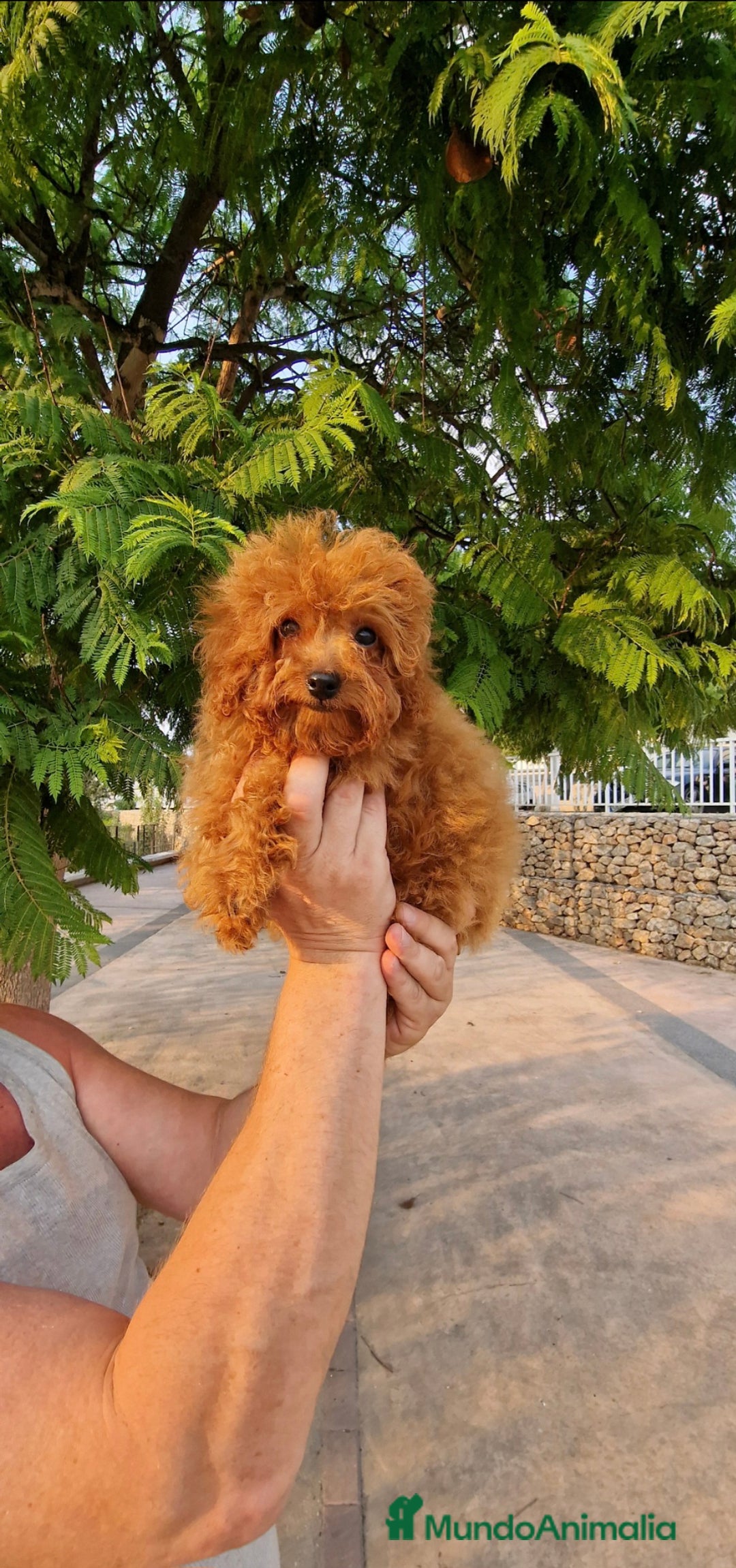 Caniche Toy perros en venta: Espectacular MACHO TOY 50% LINEA ASIATICA  - Imagen 3