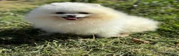 Pomerania perros en venta: Pomerania Hembra disponible  - Anuncio 5