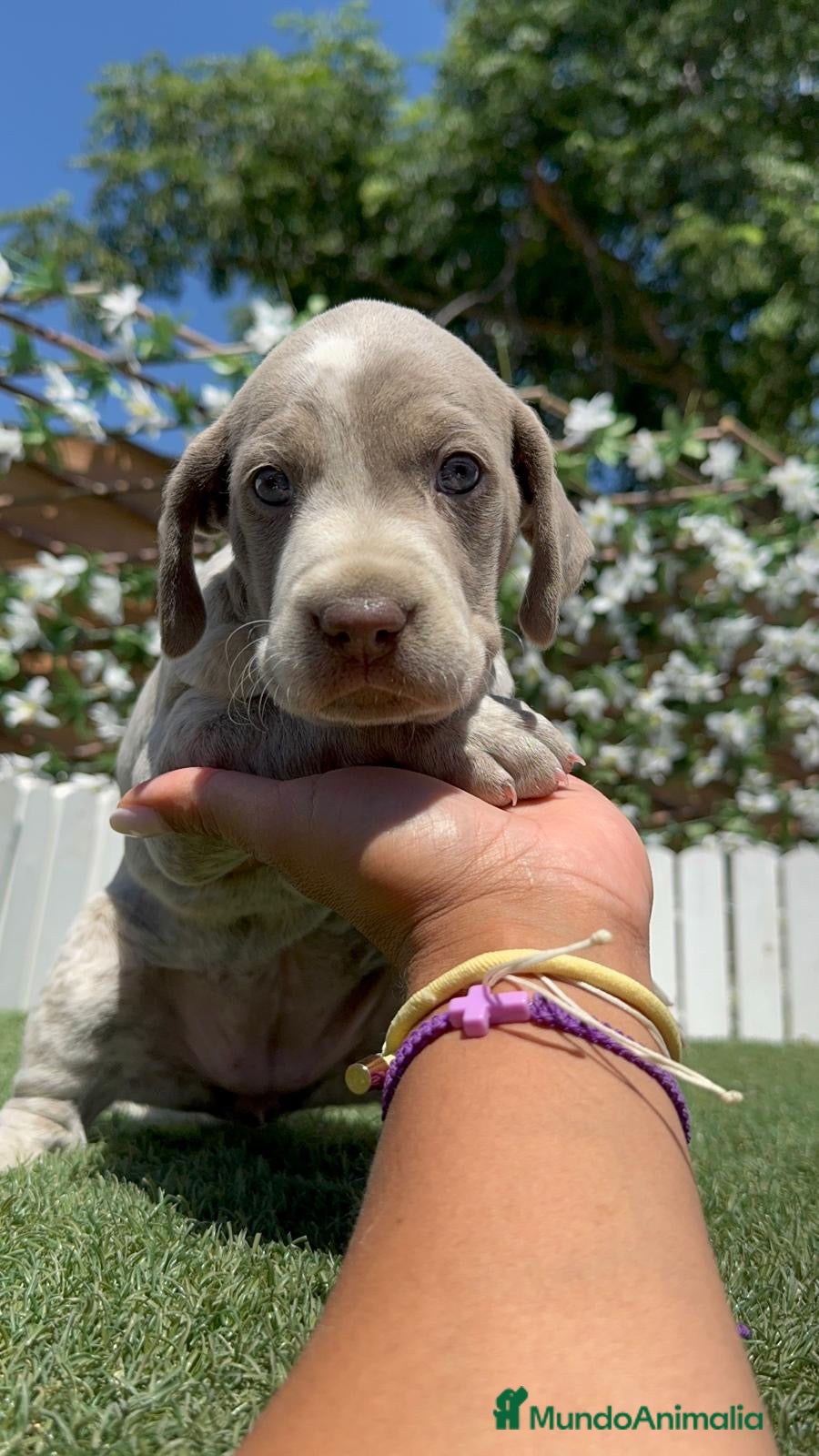 Braco Alemán de Pelo Corto perros BRACO ALEMÁN HEMBRA - Anuncio 1