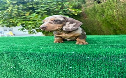 Teckel Miniatura perros en venta: teckel arlequin chocolate  - Imagen 3