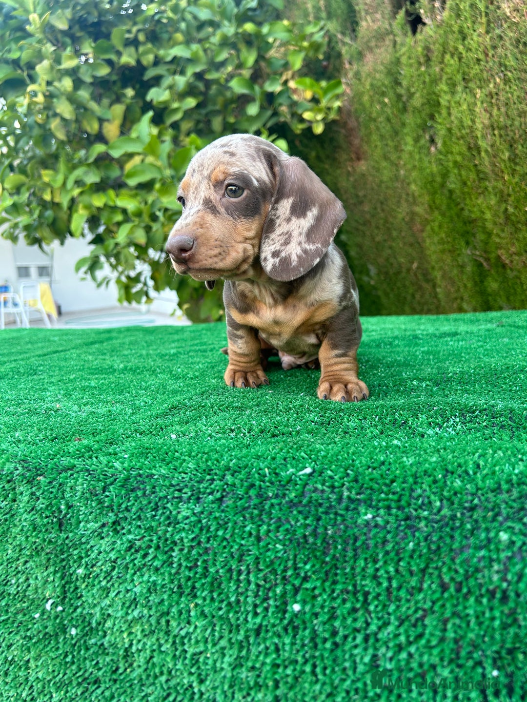 Teckel Miniatura perros en venta: teckel arlequin chocolate  - Imagen 3