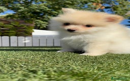 Pomerania perros en venta: POMERANIA MACHO - Imagen 13