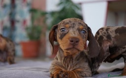 Teckel Miniatura perros en venta: 🌈 Kodat, Byron, Curry y Florentina 🐶 - Imagen 3