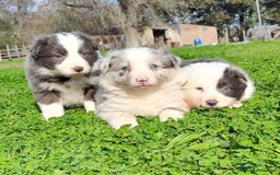 Border Collie perros en venta: BORDER COLLIE - Imagen 2