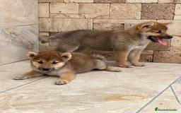 Shiba Inu perros en venta: Shiba Inu preciosos  - Imagen 2