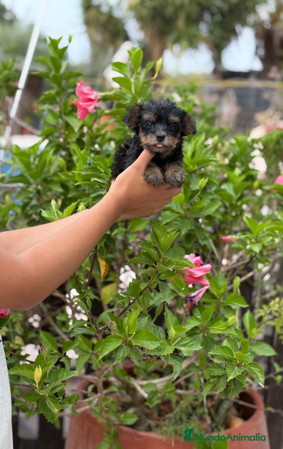 Yorkshire Terrier perros en venta: Yorkshire toy - Imagen 3